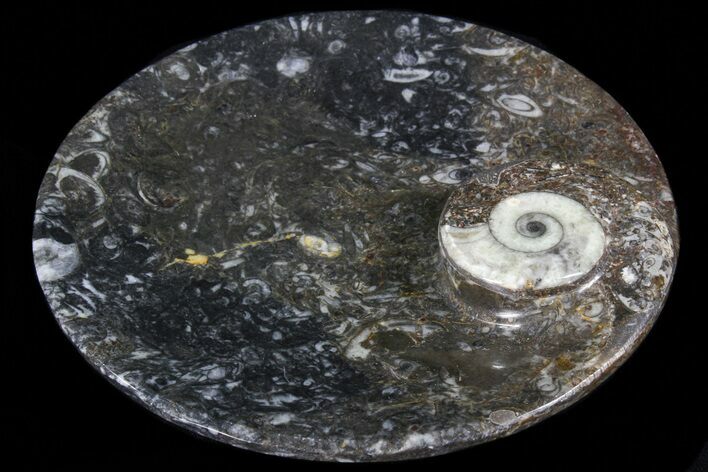 Round Fossil Goniatite Dish #73706